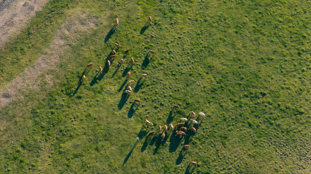 Drone view of cows in the field