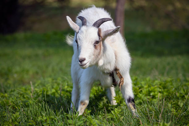 istock A white goat runs through a green meadow. Close-up. 2153709416