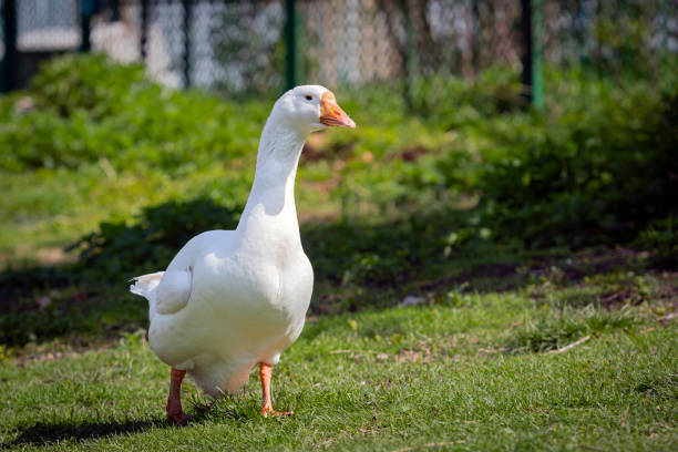 The waterfowl genus Anser includes the grey geese and the white geese. It belongs to the true geese and swan subfamily (Anserinae).