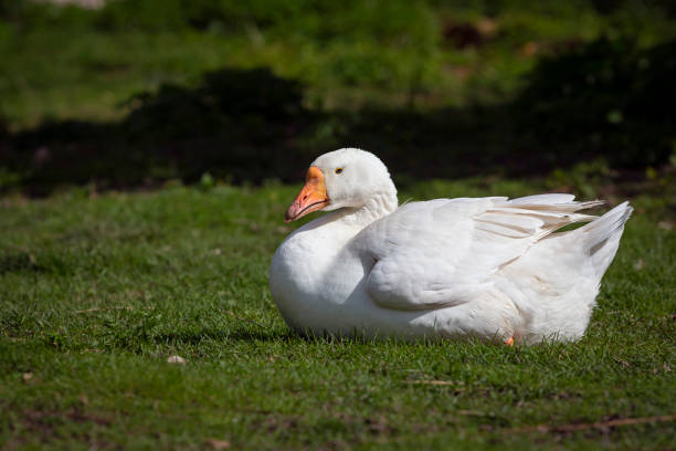 The waterfowl genus Anser includes the grey geese and the white geese. It belongs to the true geese and swan subfamily (Anserinae).