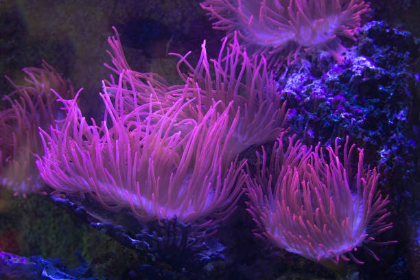 Closeup up a colorful sea anemone coral reef background