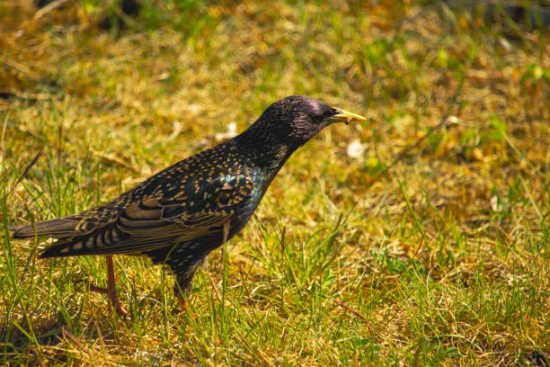 A starling searching for food on a hedge