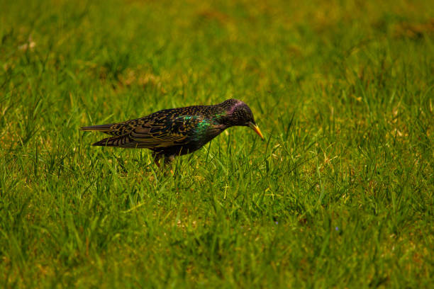 Common Starling (Sturnus vulgaris), also known as the European Starling or just Starling