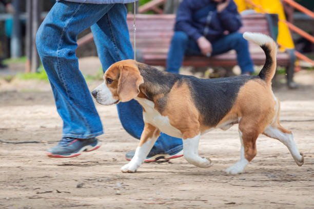 istock A handler shows a young beagle at a dog show. Experts evaluate the dog at competitions. 2153712230