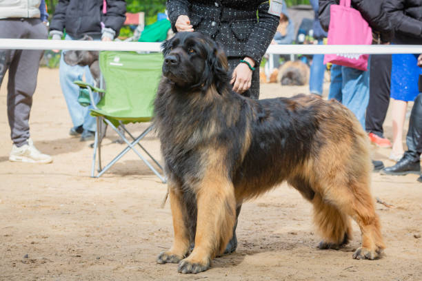 Close-up Portrait of a Leonberger dog, isolated on black background, profile view