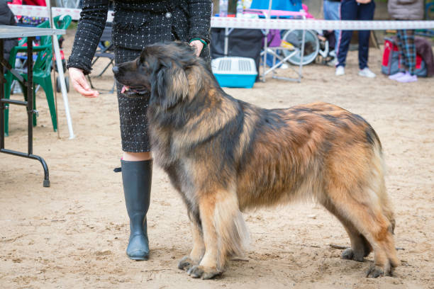 istock A handler shows a The Leonberger dog at a dog show. 2153712554