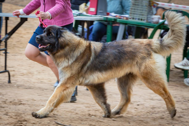 istock A handler shows a The Leonberger dog at a dog show. 2153713142