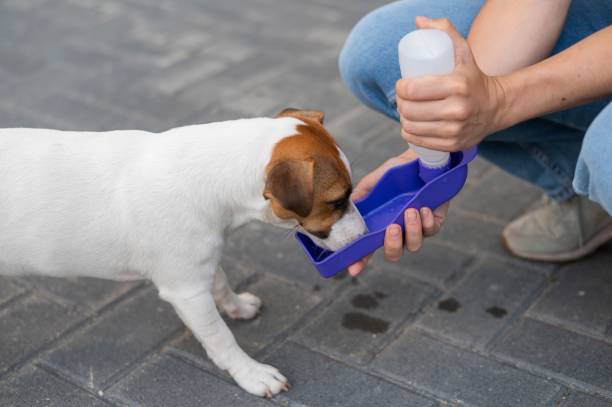 istock The dog drinks from a portable pet water bottle while walking with the owner 2153713273