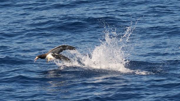 istock A Brown Booby chases a large Flying Fish 2153713860