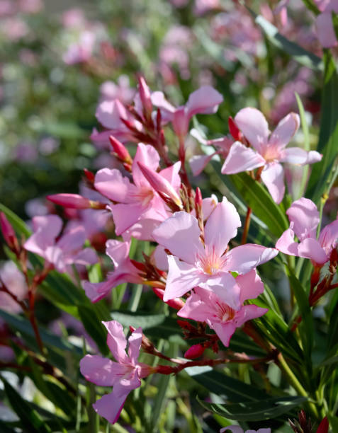 istock Nerium oleander known as oleander or rosebay 2153714059
