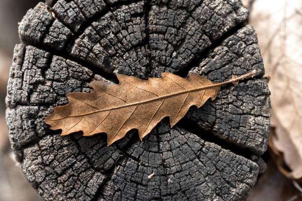 istock Background. autumn dry oak leaf on the rustic wood 2153714392