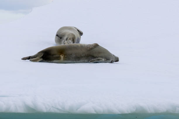 istock Horseshoe Island, Marguerite Bay 2153714433