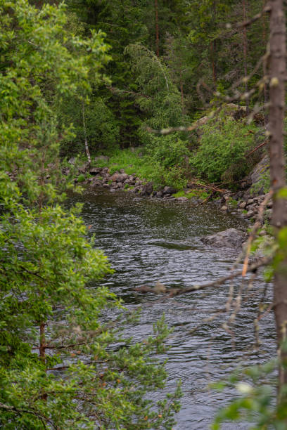 istock View of Norwegian rocky mountain river through green tree branches. 2153714763