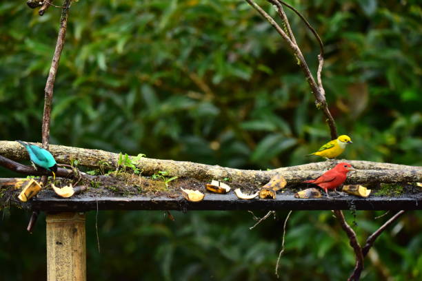 A male green honeycreeper, a male summer tanager, and a silver throated tanager feed at a fruit feeder in southern Costa Rica.