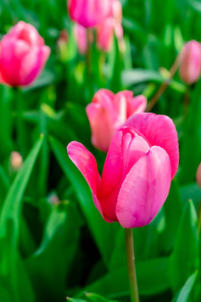 istock Background of many bright pink tulips. 2153717455