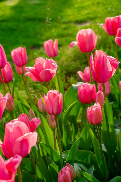 istock Background of many bright pink tulips. 2153717557