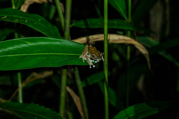 One small bright eyed frog on the leaf at night, national park Andasibe, Madagascar