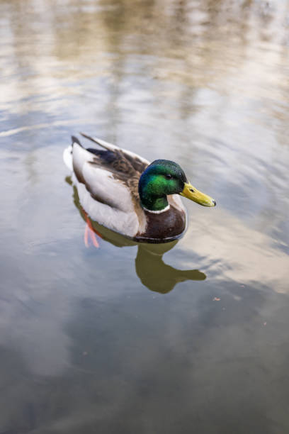 istock A mallard duck swims in a lake 2153720860