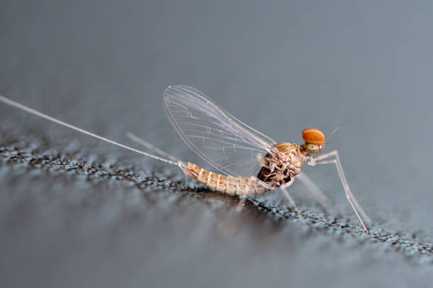 Mayfly In House 1,300+ Mayfly Close Up Stock Photos, Pictures & Royalty-Free Images ...