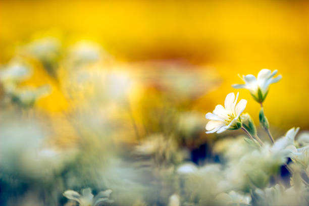 White spring flowers on a yellow background. Beautiful spring background with white flowers. cream coloured, wedding happy mood