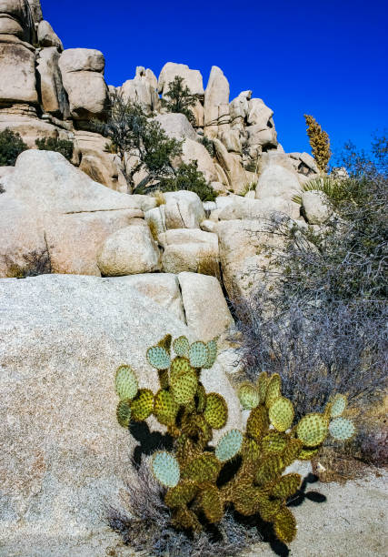 istock dollarjoint prickly pear Cactus (Opuntia chlorotica), Mojave Desert Joshua Tree National Park, CA 2153721974