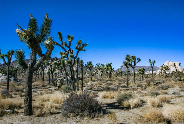 Desert mountain boulders landscape in the Joshua Tree National Park