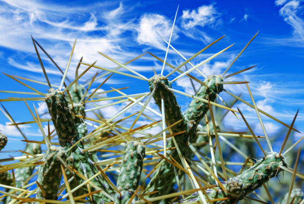 Branched pencil cholla (Cylindropuntia ramosissima) - segmented stem of a cactus with long spines in a rock desert near Joshua Tree NP, California