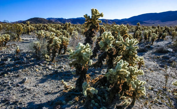 istock Teddy-bear cholla (Cylindropuntia bigelovii) - desert landscape, large thickets of prickly pear cactus with tenacious yellowish spines in Joshua Tree NP, California 2153722056