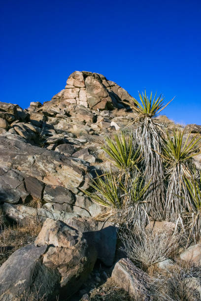 Rock landscape, Yucca Brevifolia Mojave Desert Joshua Tree National Park, CA