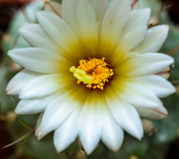 Golden barrel cactus, flowering