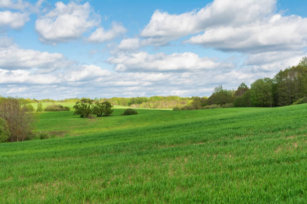 Green hilly field with trees and bushes partially illuminated by sunlight, forest on the horizon, blue sky with white clouds. Spring landscape on a sunny spring day