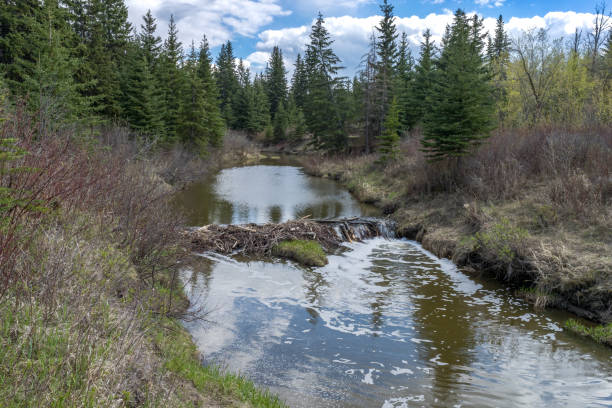 Beaver  dam or impoundment at Whitemud creek, Edmonton, Alberta