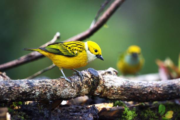 A silver throated tanager perches on a branch on the edge of a rainforest in Costa Rica.