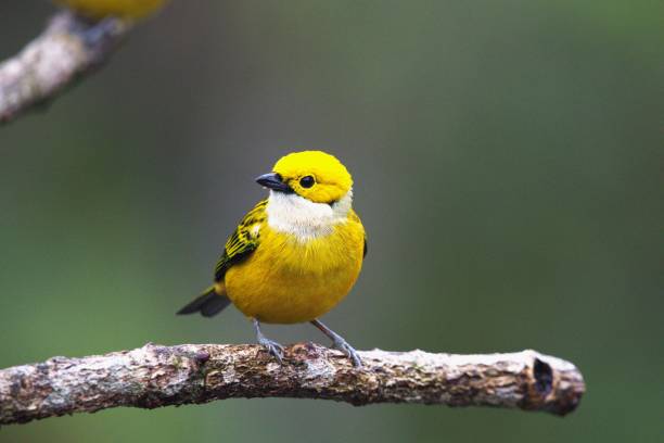 istock Golden Hooded Tanager 2153725711