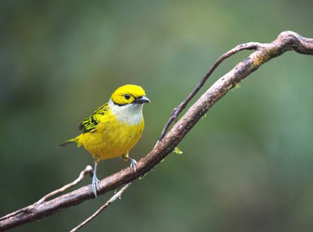 istock Golden Hooded Tanager 2153725716