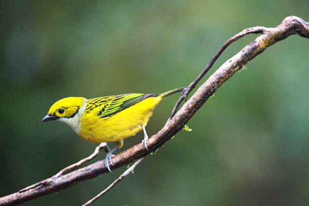 istock Golden Hooded Tanager 2153725729