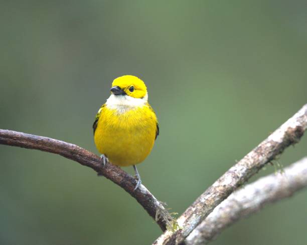 istock Golden Hooded Tanager 2153725741