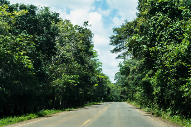 istock An asphalt road with trees on both sides 2153728878