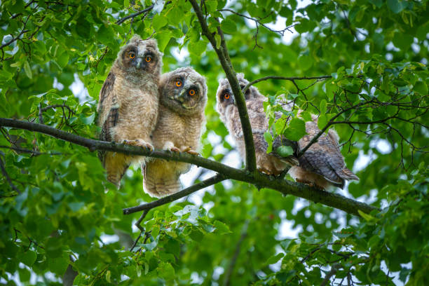 istock A long-eared owl in the Czech Republic 2153730740