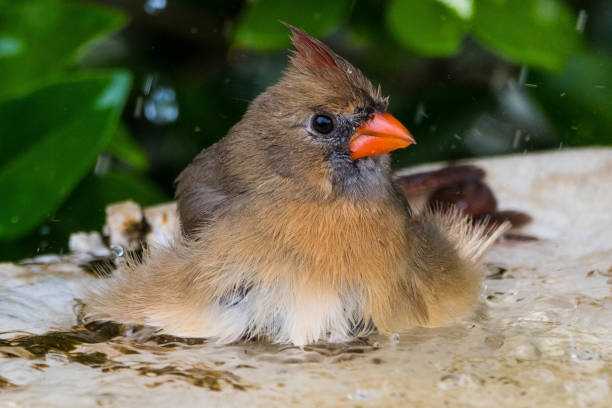 istock Female Northern Cardinal Bathing 2153731085
