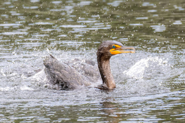 Double-Crested Cormorant Splashing in Water