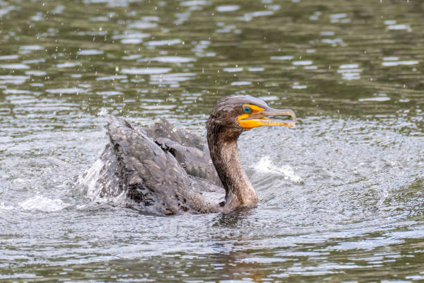 istock Double-Crested Cormorant Splashing in Water 2153731126