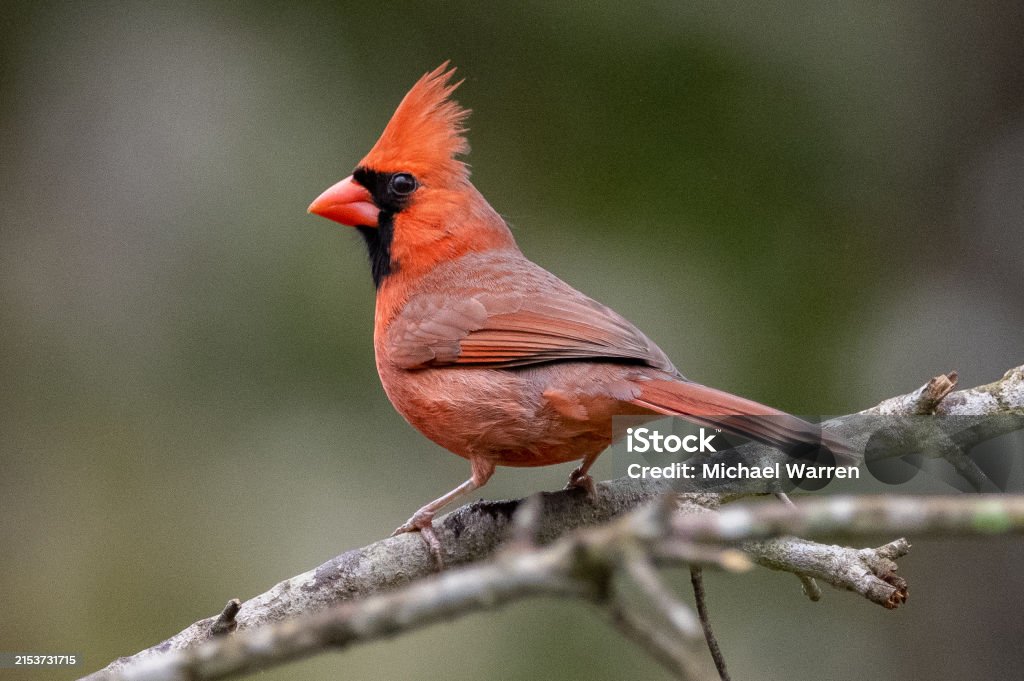 Maile Cardinal Male Cardinal Perched On A Tree Stock Photo - Download Image Now ...