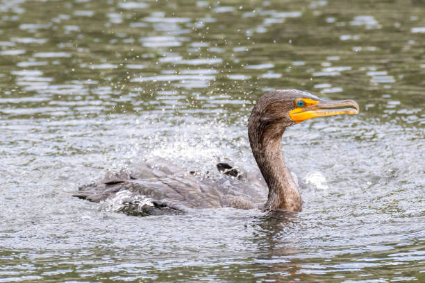 istock Double-Crested Cormorant Splashing in Water 2153731740