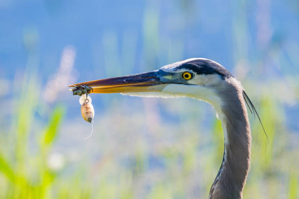 A great blue heron close-up with fishing lure in mouth.