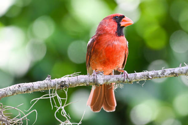 Curious male cardinal in evergreen tree, spring. Square format.
