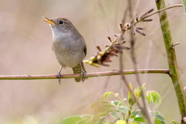 istock House Wren Perched on a Branch Singing 2153731921