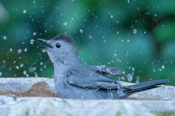 Gray Catbird splashes in bird bath with water droplets in the air.