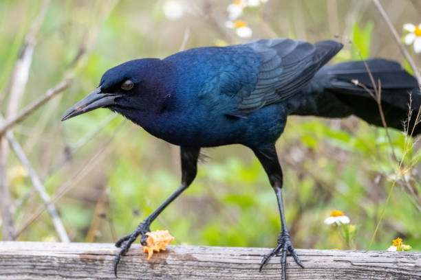 istock Boat-Tailed Grackle Male 2153731988