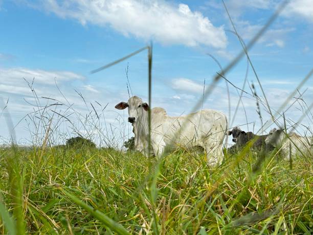 istock herd beef cattle on pasture in a beautiful landscape background. Intensive Brazil grass project 2153732266